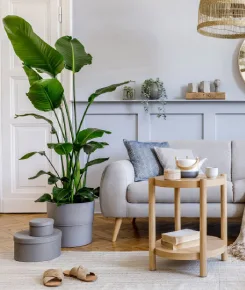 Sebuah sudut ruang tamu modern bernuansa terang. Terdapat tanaman hias tropis berdaun lebar yang menjulang tinggi di dalam pot abu-abu, bersebelahan dengan sofa abu-abu muda dan bantal sofa. Di depan sofa terdapat meja samping kayu bundar dua tingkat yang di atasnya terdapat set poci teh dan buku. Di lantai kayu terdapat karpet putih, sepasang sandal santai, dan dua kotak penyimpanan bundar berwarna abu-abu.